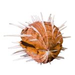 Spondylus